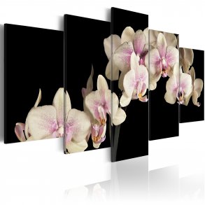 ARTGEIST An orchid on a contrasting background - Creme orkidé trykt p lrred - Flere strrelser