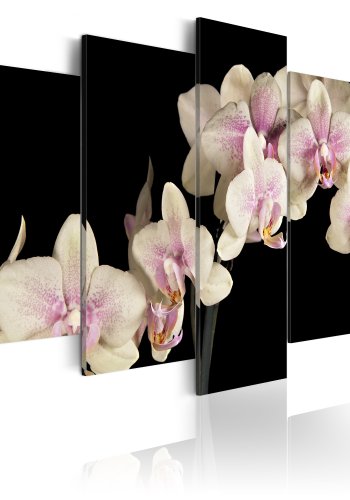 ARTGEIST An orchid on a contrasting background - Creme orkidé trykt p lrred - Flere strrelser