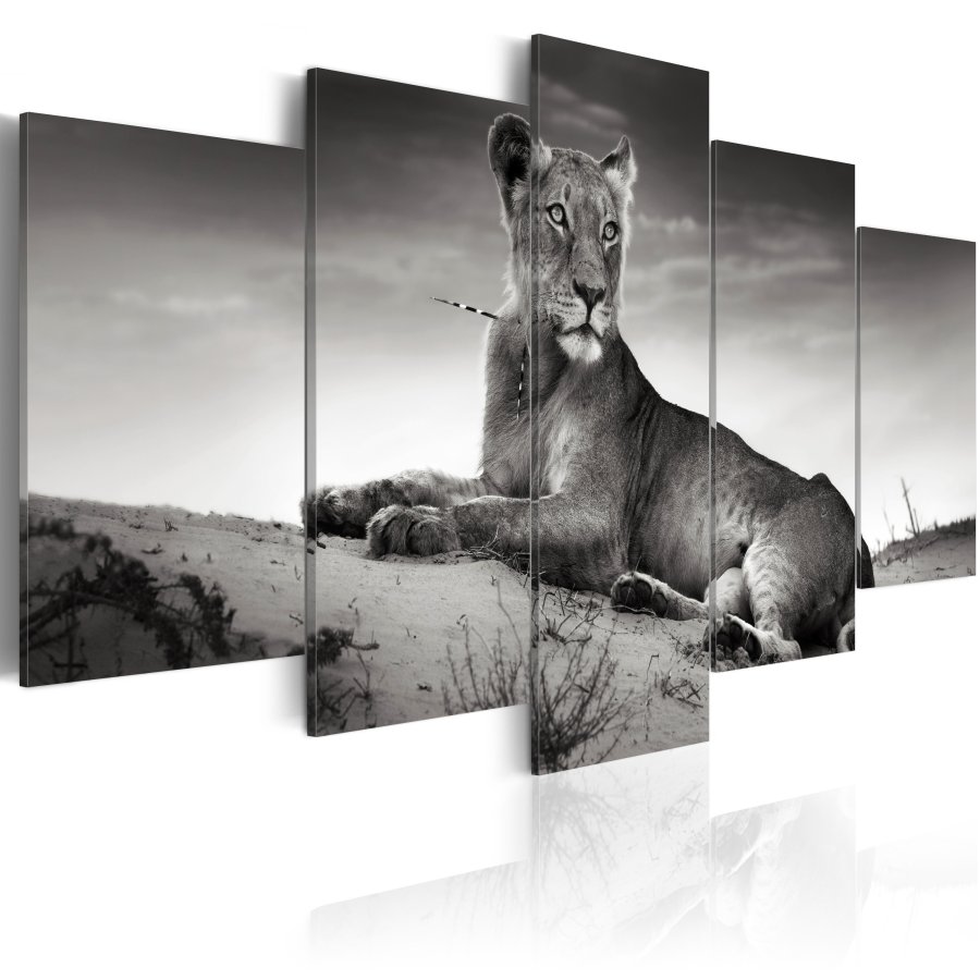 ARTGEIST Lioness in a desert - Sort/hvid billede af lvinde trykt p lrred - Flere strrelser