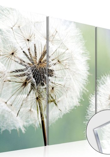 Artgeist billede - Fluffy Dandelions, plexiglas