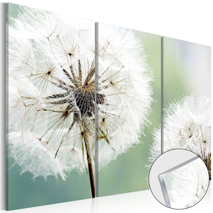 Artgeist billede - Fluffy Dandelions, plexiglas