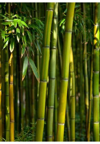 ARTGEIST Fototapet - Asiatisk bambus skov (flere strrelser)