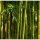 ARTGEIST Fototapet - Asiatisk bambus skov (flere strrelser)