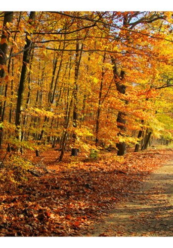 ARTGEIST Fototapet - Beech forest, sti med efterrsblade (flere strrelser)