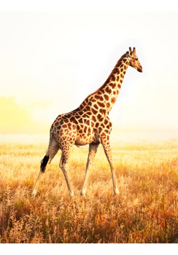 ARTGEIST Fototapet - giraf - g (flere strrelser)