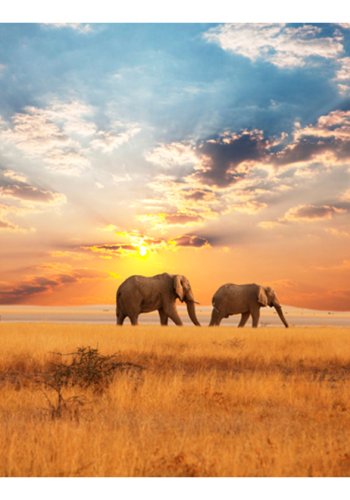 ARTGEIST Fototapet - Afrikanske savanne elefanter (flere strrelser)