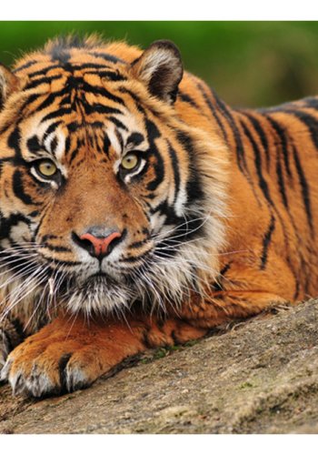 ARTGEIST Fototapet - Sumatra tiger (flere strrelser)