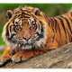 ARTGEIST Fototapet - Sumatra tiger (flere strrelser)
