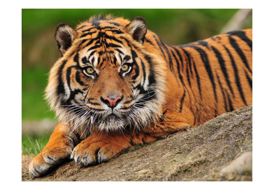 ARTGEIST Fototapet - Sumatra tiger (flere strrelser)