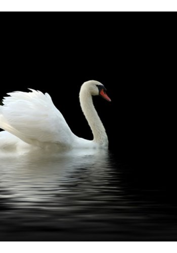 ARTGEIST Fototapet - swan (black and white), Svane (flere strrelser)