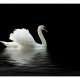 ARTGEIST Fototapet - swan (black and white), Svane (flere strrelser)