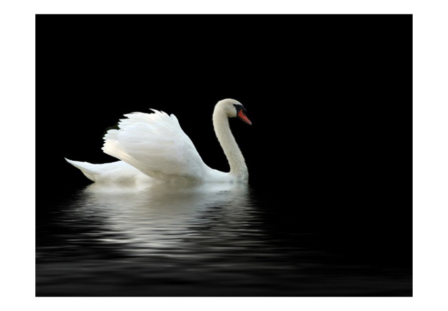 ARTGEIST Fototapet - swan (black and white), Svane (flere strrelser)