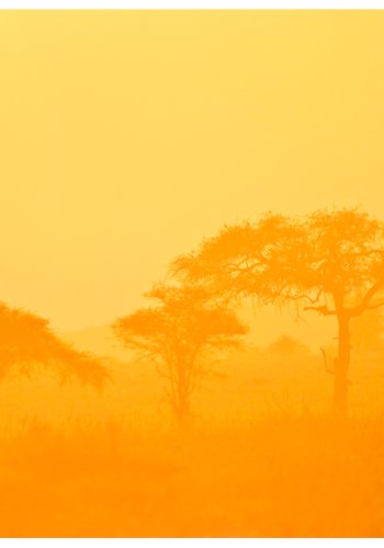 ARTGEIST Fototapet - Orange savanna (flere strrelser)