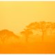 ARTGEIST Fototapet - Orange savanna (flere strrelser)