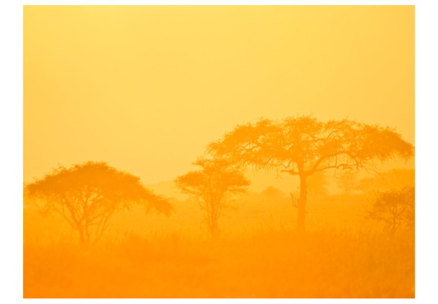ARTGEIST Fototapet - Orange savanna (flere strrelser)