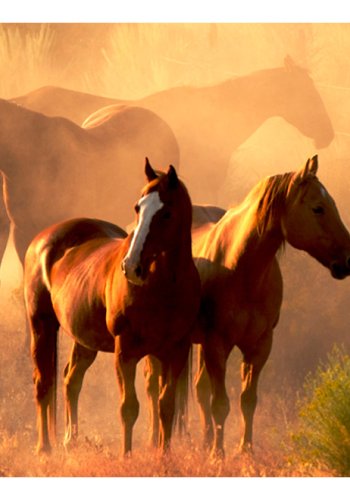 ARTGEIST Fototapet - Vilde heste af steppe (flere strrelser)