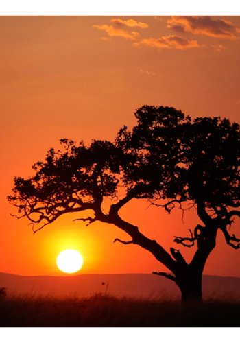 ARTGEIST Fototapet - Afrika: solnedgang (flere strrelser)