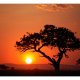 ARTGEIST Fototapet - Afrika: solnedgang (flere strrelser)