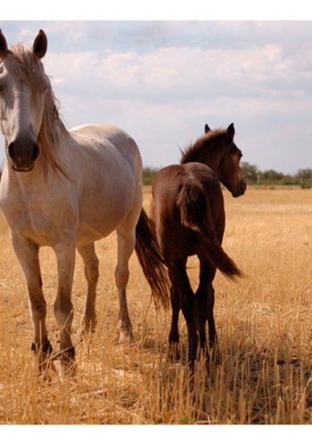 ARTGEIST Fototapet - Horse and foal, hest og fl (flere strrelser)