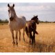 ARTGEIST Fototapet - Horse and foal, hest og fl (flere strrelser)
