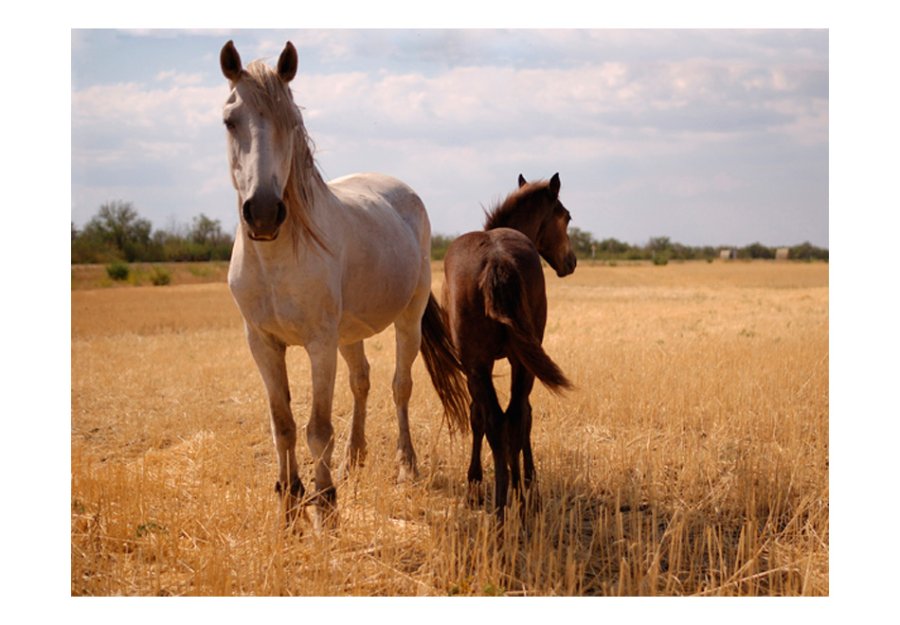 ARTGEIST Fototapet - Horse and foal, hest og fl (flere strrelser)