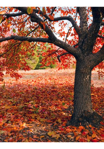 ARTGEIST Fototapet - Tr i efterret (flere strrelser)