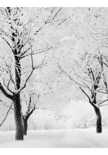 ARTGEIST Fototapet - Trer - vinterlandskab (flere strrelser)