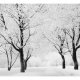 ARTGEIST Fototapet - Trer - vinterlandskab (flere strrelser)