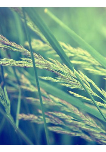 ARTGEIST Fototapet - Cereal field, kornmark (flere strrelser)