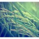 ARTGEIST Fototapet - Cereal field, kornmark (flere strrelser)