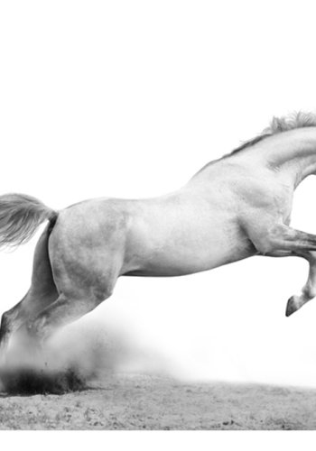 ARTGEIST Fototapet - White gallop, hvid hest (flere strrelser)