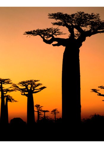 ARTGEIST Fototapet - Afrikansk baobabtrer (flere strrelser)