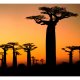 ARTGEIST Fototapet - Afrikansk baobabtrer (flere strrelser)