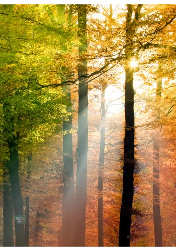 ARTGEIST Fototapet - Smukke efterr (flere strrelser)