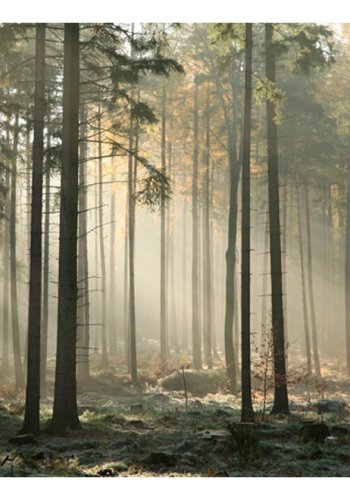 ARTGEIST Fototapet - Foggy November morning, toget morgen (flere strrelser)