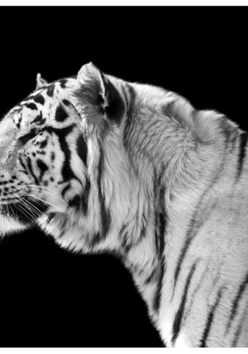 ARTGEIST Fototapet - Hvid tiger (flere strrelser)