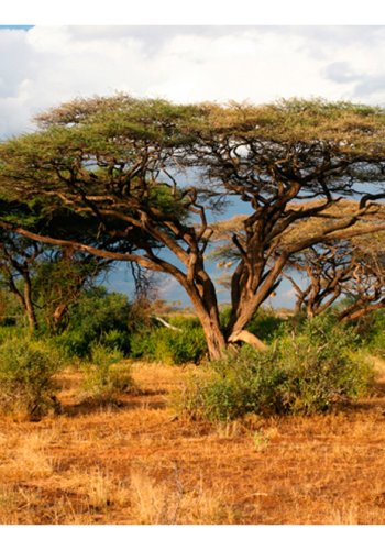ARTGEIST Fototapet - Samburu, Kenya (flere strrelser)