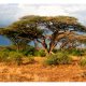 ARTGEIST Fototapet - Samburu, Kenya (flere strrelser)