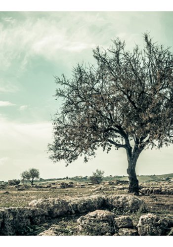 ARTGEIST Fototapet - tree, Vintage tr (flere strrelser)