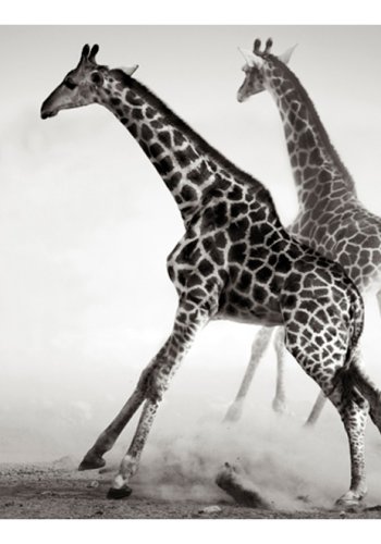 ARTGEIST Fototapet - Giraffer (flere strrelser)