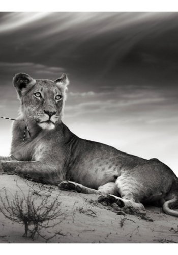 ARTGEIST Fototapet - Sort og hvid hunlve (flere strrelser)