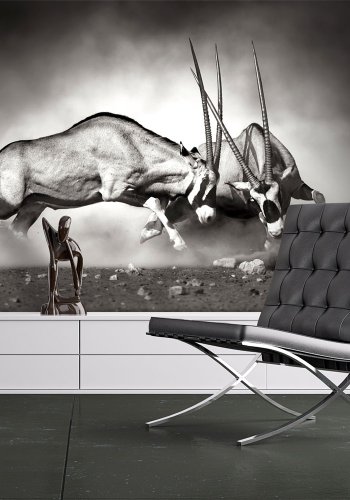 ARTGEIST Fototapet - Gemsbok kamp (flere strrelser)
