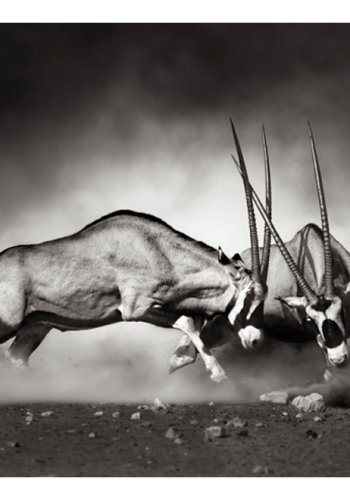 ARTGEIST Fototapet - Gemsbok kamp (flere strrelser)