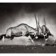 ARTGEIST Fototapet - Gemsbok kamp (flere strrelser)