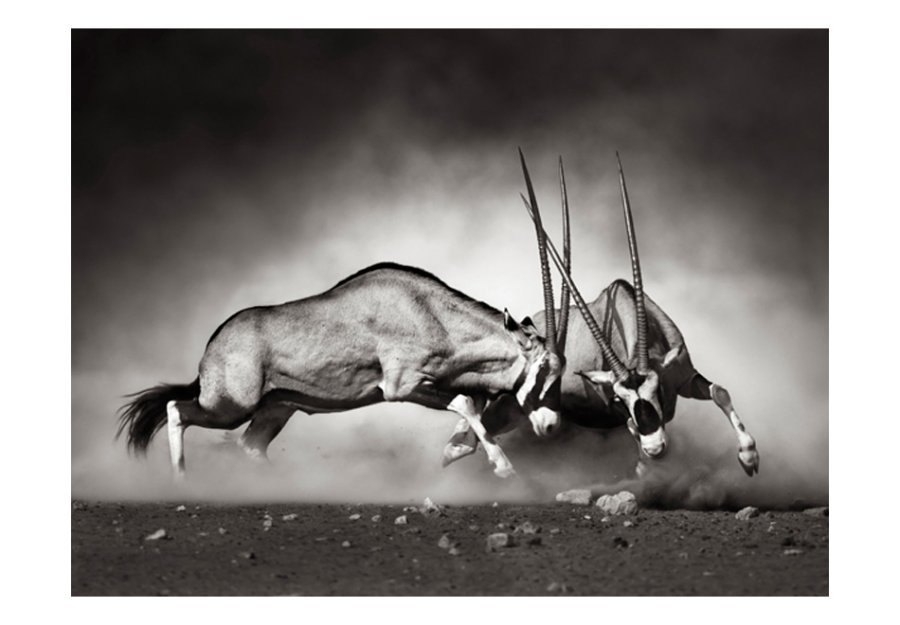 ARTGEIST Fototapet - Gemsbok kamp (flere strrelser)