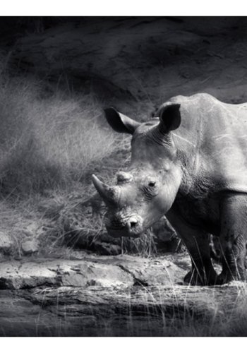 ARTGEIST Fototapet - Nsehorn tabte i staver (flere strrelser)