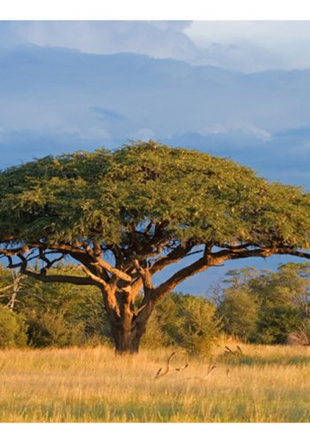 ARTGIST Fototapet - Afrikansk akacietr, Hwange, Zimbabwe (flere strrelser)
