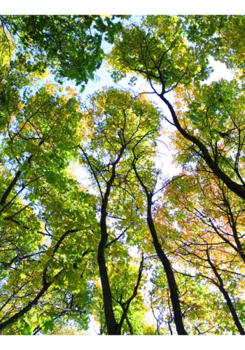 ARTGEIST Fototapet - Looking up at the trees, trtoppe (flere strrelser)