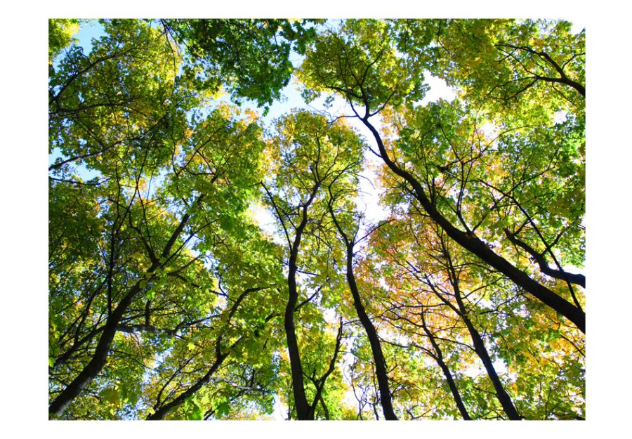 ARTGEIST Fototapet - Looking up at the trees, trtoppe (flere strrelser)