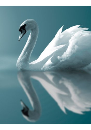 ARTEGIST Fototapet - Hvid svane (flere strrelser)